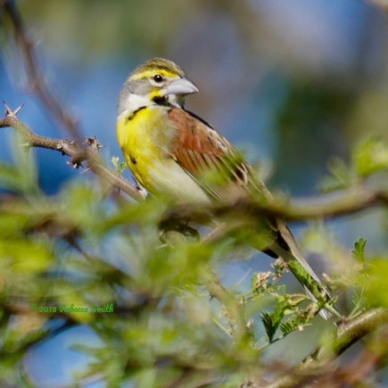Dickcissel- Fort Zachary Taylor State Park