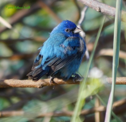 Indigo Bunting- Fort Zachary Taylor State Park